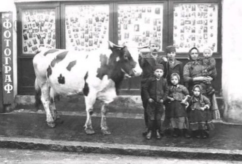 Слободан Стојичевић: Јадиковка бескорисног идиота